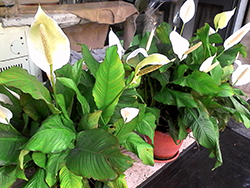 Fiore zantedeschia